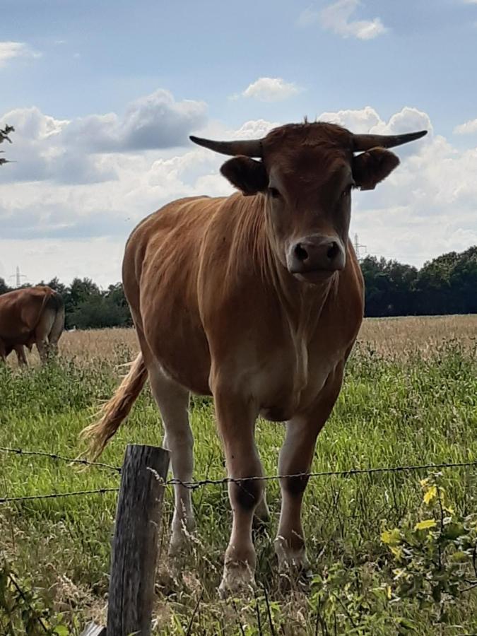 Landelijk Gelegen Huisje Op Erf Veeningen Bagian luar foto
